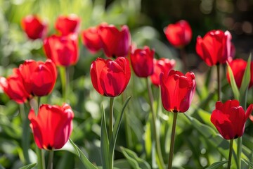 Vibrant red tulips blooming under bright spring sunlight