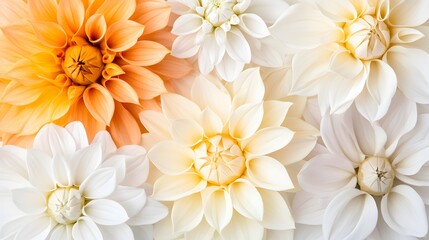 Obraz premium Stunning Closeup of Pastel Dahlias, Soft White and Orange Blooms