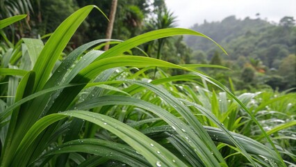 Obraz premium Pandan Leaves Growing Naturally