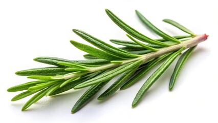Fototapeta premium Rosemary leaf herb isolated on white background for culinary or medicinal use, rosemary, leaf, herb, isolated