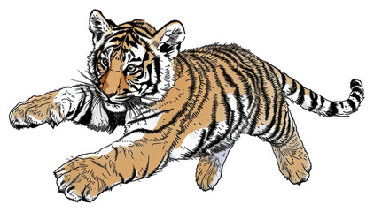 Obraz premium PNG Tiger cub jump wildlife drawing animal.