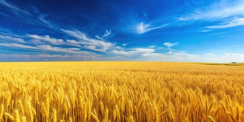Naklejka premium Vibrant yellow wheat field under a clear blue sky, agriculture, rural, crops, summer, nature, beautiful, scenic