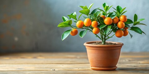 Calamondin plant in a small flowerpot, with vibrant green leaves and small orange fruits, Calamondin, plant