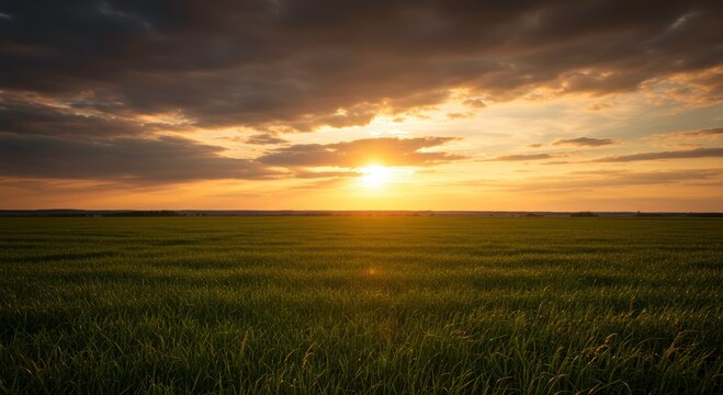 Golden Hour Over the Field: The sun sets over a vast, open field, casting a warm, golden glow across the landscape, the dramatic sky adding a touch of majestic beauty.