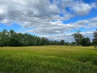 green field and blue sky,