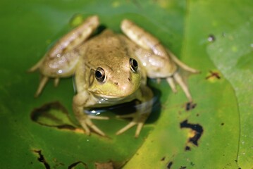 green frog on lily pad in pond