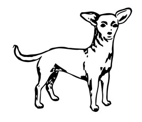 Chihuahua, Vintage Style Vector Illustration