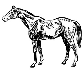 Horse, Vintage Style Vector Illustration