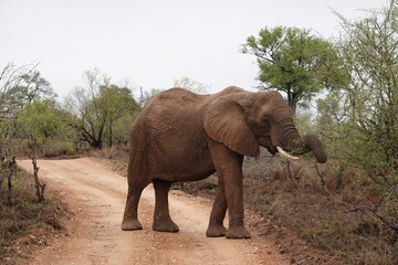 Fototapeta premium African wildlife from Krueger National Park in South Africa