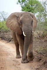 African wildlife from Krueger National Park in South Africa