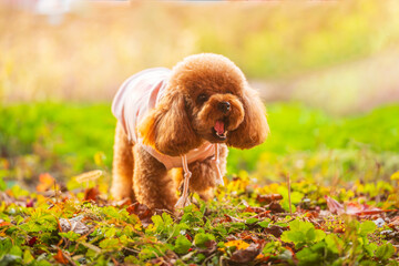 A toy poodle in autumn