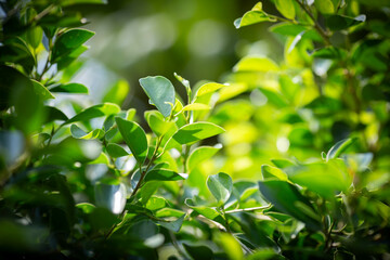 close up photo of garden Banyan tree leaves background, under warm sunlight on dark color tone
