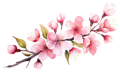 Obraz premium PNG Blossom flower plant inflorescence.