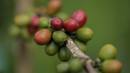 Ripe and Unripe Coffee Cherries on a Branch