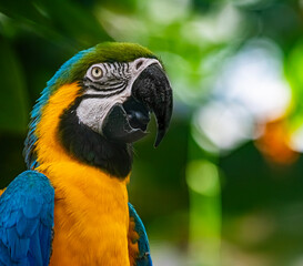 blue and yellow macaw
