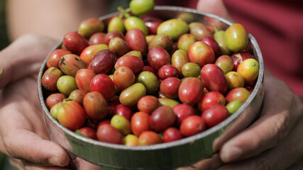 Freshly Harvested Coffee Cherries in a Metal Container