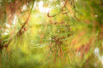 Close up green and brown pine tree