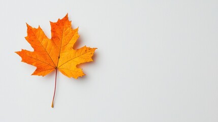 Autumn maple leaf on white background. Concept of fall season, nature, and foliage.