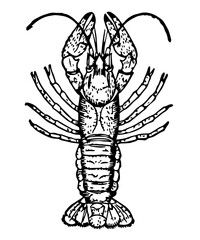 Crayfish, Vintage Style Vector Illustration