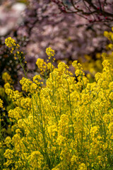 あぐりパーク嵯峨山苑に咲く河津桜と菜の花　神奈川県松田町