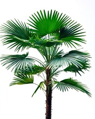 Fototapeta premium Lush green palm tree isolated on white background; ideal for tropical designs
