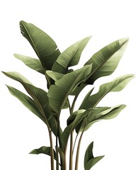 Lush tropical plant leaves, indoor setting, isolated background, home decor