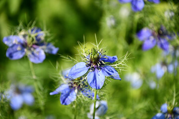 クロタネソウ　Nigella