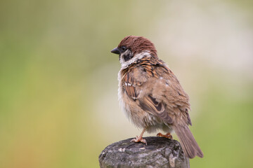 tree Sparrow