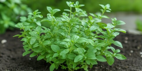 A lush oregano plant thriving in rich garden soil, showcasing vibrant green leaves, symbolizing health and freshness in a nurturing garden environment.