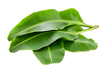 Fresh, lush green banana leaves, cut out, on white or transparent background