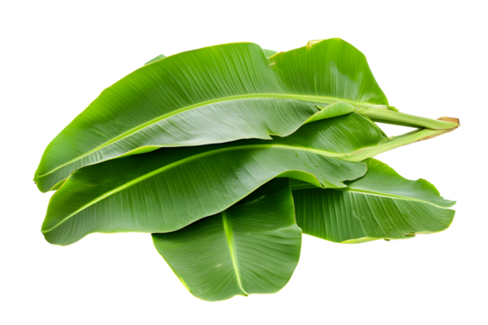 Fresh, lush green banana leaves, cut out, on white or transparent background