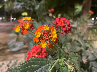 Flor naranja y amarilla silvestre