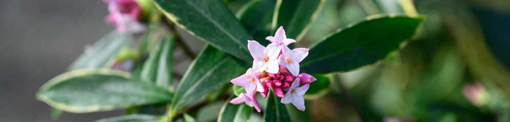 Early signs of spring, pale pink and fragrant flowers of Winter Daphne blooming in a sunny winter...