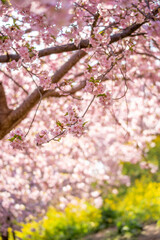 あぐりパーク嵯峨山苑に咲く河津桜と菜の花　神奈川県松田町