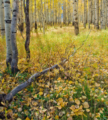 autumn in the woods, Fall in the woods, Fall leaves in the forest, Fall season, tree trunks and fall season