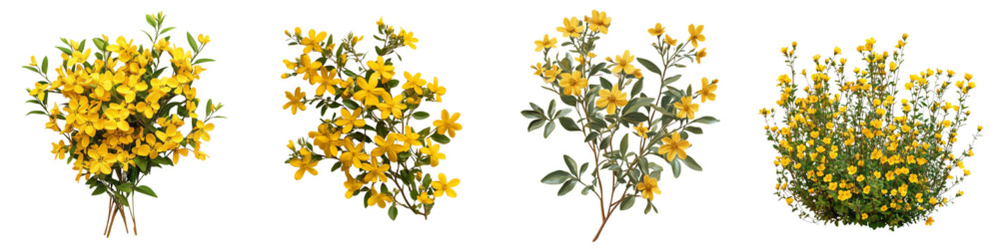 Fototapeta Collection of Yellow flowers isolated on white or transparent background