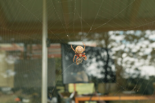 Garden orb-weaver spider wrapping prey in web
