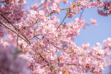 あぐりパーク嵯峨山苑に咲く河津桜と菜の花　神奈川県松田町