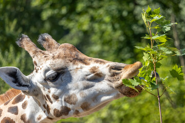 Portrait of a giraffe feeding on leaves from a branch