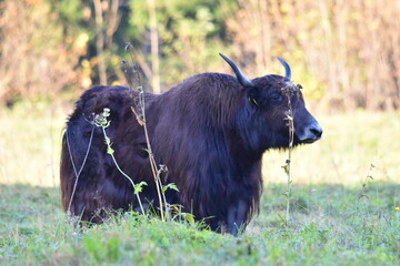 Wisent Bulle