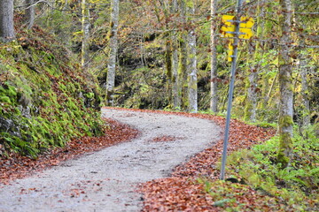 Natur Weg Wald Landschaft