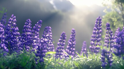 Obraz premium Beautiful colorful wild flowers in Spring.