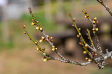 開花を待つ梅のつぼみ