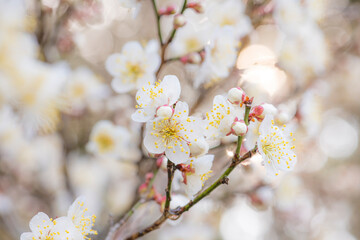 朝日を浴びて輝く梅の花