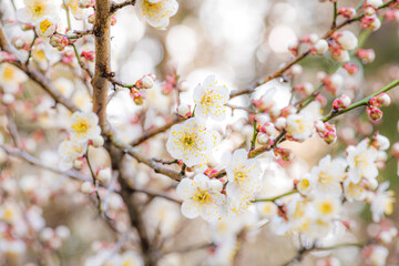 朝日を浴びて輝く梅の花