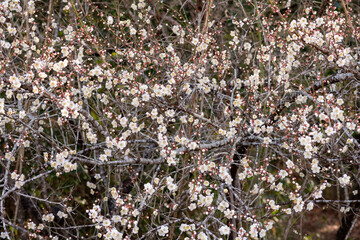 吉野梅園の梅の花