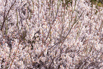 満開の梅の花が咲き誇る春の風景