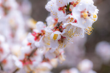 満開の梅の花が咲き誇る春の風景