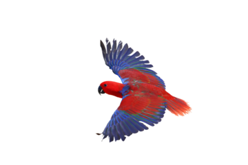 Colorful flying Eclectus parrot isolated on transparent background png file	