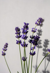 Obraz premium 라벤더 lavender Aromatherapy 뷰티 스파 보라색 라벤더 꽃